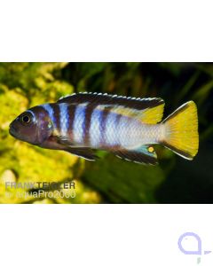 Schmalbarsch - Pseudotropheus elongatus Männchen