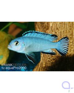 Eisblauer Maulbrüter - Pseudotropheus socolofi 