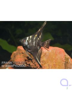 Marmor-Skalar - Pterophyllum scalare