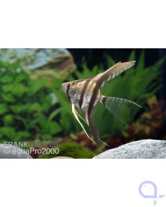 Skalar - Pterophyllum scalare - Naturform - DNZ