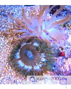 Phymanthus (Epicystis) crucifer -grün - Perlenanemone