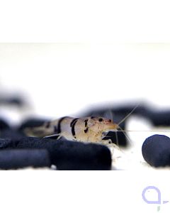 Waschbärgarnele - Racoon Tiger shrimp - Caridina sp.