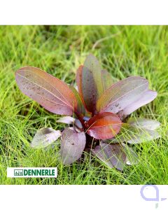 Echinodorus Red Chamäleon - Rote Aquarienpflanze