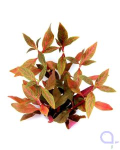 Alternanthera reineckii Red Ruby - Rubinrotes Papageienblatt