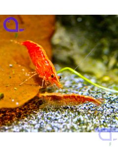 Red Fire Garnele - Neocaridina davidi (