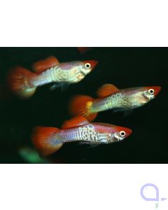 Guppy Snakeskin Red - Poecilia reticulata - Männchen