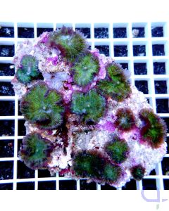 Rhodactis sp. "Green Galaxy" Stein