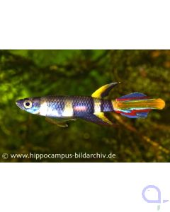 Ringelhechtling - Epiplatys annulatus Männchen