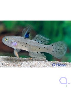 Rittergrundel - Stigmatogobius sadanundio