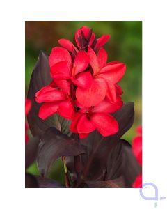 Canna Rot - Rotes Blumenrohr