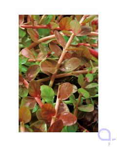 Rotala indica - Rundblättrige Rotala