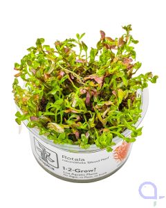 Rotala rotundifolia 'Blood Red' - Blutrote Rotala -1-2 Grow