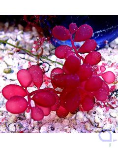 Rotalge Botrycladia sp.