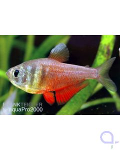 Roter von Rio - Hyphessobrycon flammeus