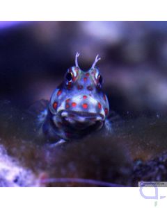 Blenniella chrysospilos - Rotpunkt Blenny Schleimfisch