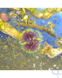 Sabellastarte spectabilis (S.indica) - Indo-Pazifischer Röhrenwurm