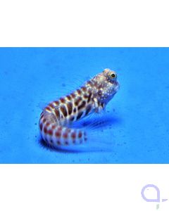 Salarias segmentatus - Segmentierter Schleimfisch