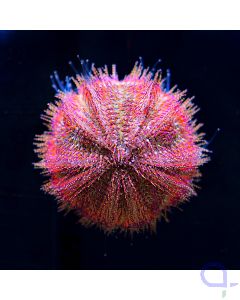 Salmacis bicolor - Zweifarben-Seeigel (Rot)