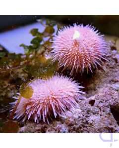 Salmacis sp. - Pink Lady Seeigel