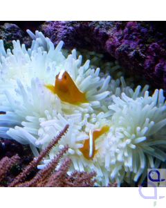 Amphiprion sandaracinos - Oranger Weißrücken-Anemonenfisch