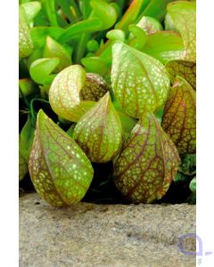 Sarracenia psittacina - Fleischfressende Schlauchpflanze