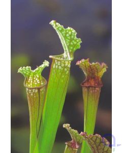Sarracenia stevensii - Fleischfressende Schlauchpflanze