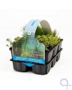 Teich Pflanzen Set Sauerstoffpflanzen