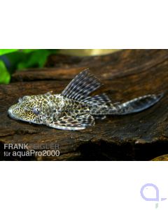 Saugwels Saugmaulwels Plecostomus - Hypostomus plecostomus - Liposarcus pardalis