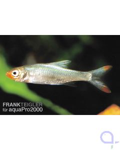 Glühköpfchen - Nacktlaube (Naked Rasbora) - Sawbwa resplendens