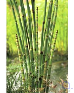 Equisetum japonica - Japanischer Schachtelhalm - Winterschachtelhalm