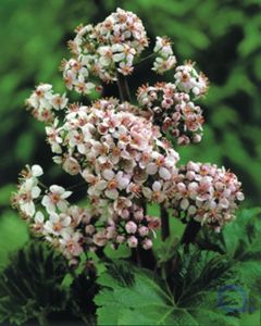 Darmera peltata - Schildblatt