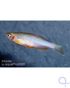 Schillerbärbling - Danio albolineatus