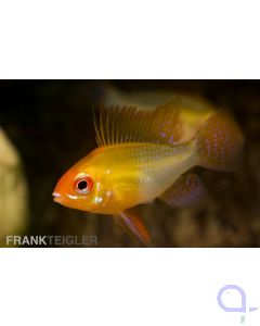 Schmetterlingsbuntbarsch Gold - Mikrogeophagus ramirezi 