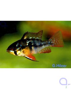 Schmetterlingsbuntbarsch schwarz - Mikrogeophagus ramirezi