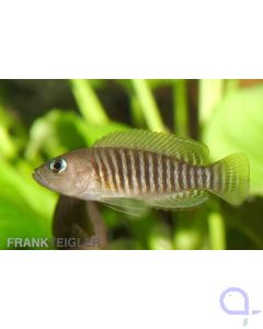 Schneckenbuntbarsch - Neolamprologus multifasciatus