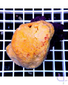 Cinachyrella sp. - Kugel-Schwamm Orange