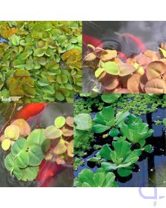 Schwimmpflanzen Set 3 Sorten - Teichpflanzen Aquariumpflanzen