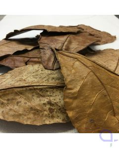 Seemandelbaumblätter - Catappa Leaves 10 Stück 