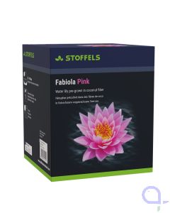 Seerose Nymphaea Fabiola Pink - Umweltfreundliche Verpackung
