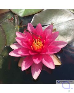 Seerose rot - Nymphaea Attraction