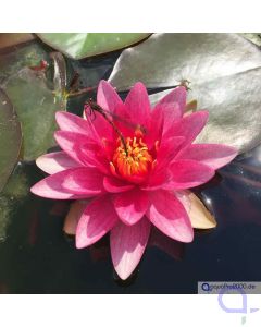 Seerose (Nymphaea)-Rot 