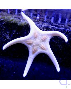 Iconaster longimanus (Albino) Ikonenstern