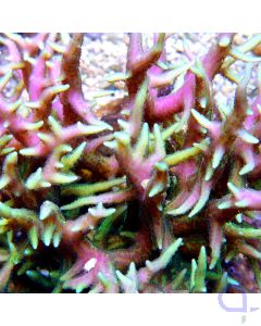 Seriatopora hystrix grün pink - Ableger