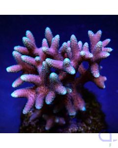 Seriatopora caliendrum Pink - Ableger