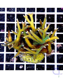 Seriatopora hysterix Gelb-Grün Ultra 2