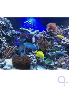 Aquarium 3000 L