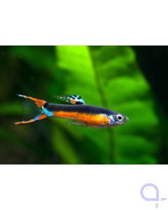 Endler Guppy - Poecilia wingei - Santa Maria Bleeding Heart