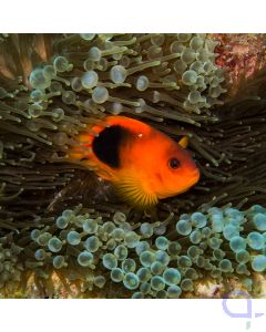 Amphiprion ephippium - Glühkohlen-Anemonenfisch