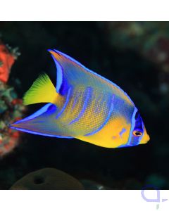 Holacanthus ciliaris - Diadem-Prachtkaiserfisch