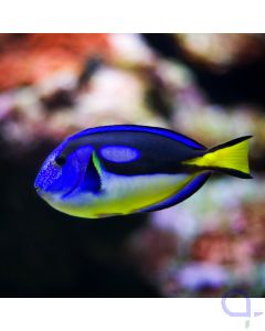 Paracanthurus hepatus - Yellow Belly - Paletten Doktorfisch - Gelber Bauch